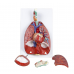 Human Respiratory System, 7-parts